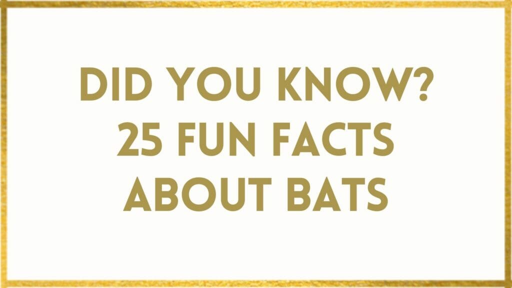 facts about bats