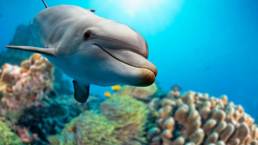 facts about dolphins
