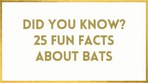 facts about bats