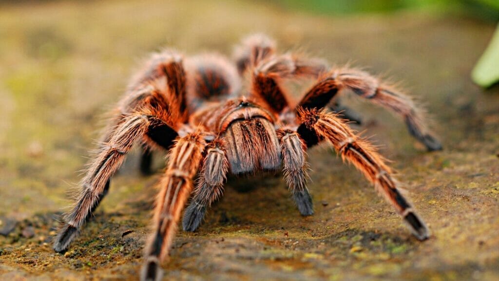 facts about spiders