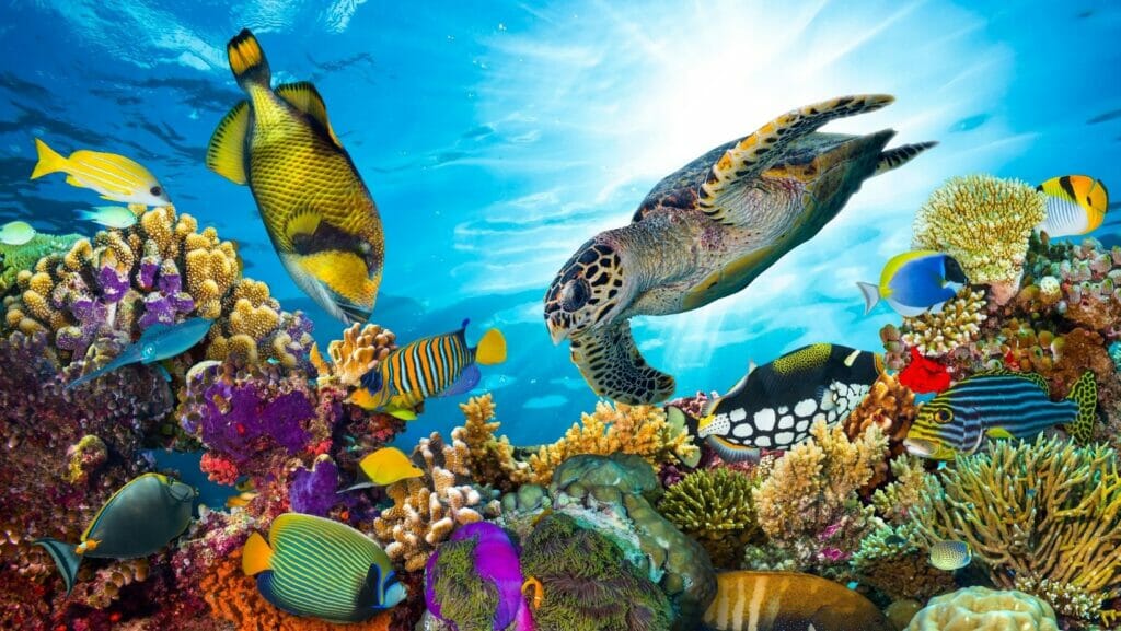 facts about Great Barrier Reef