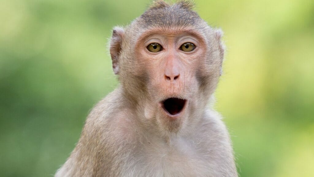 facts about monkeys