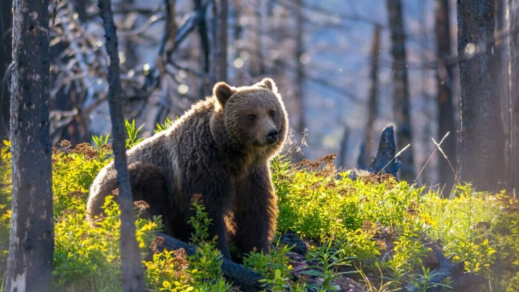 Facts about bears