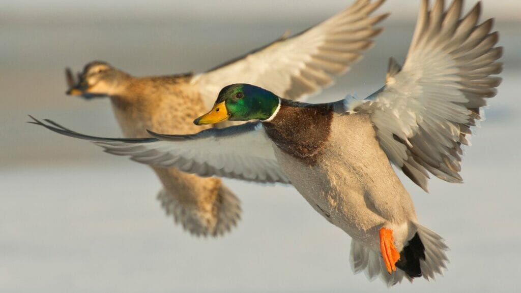 facts about ducks