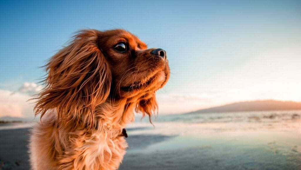 facts about dogs