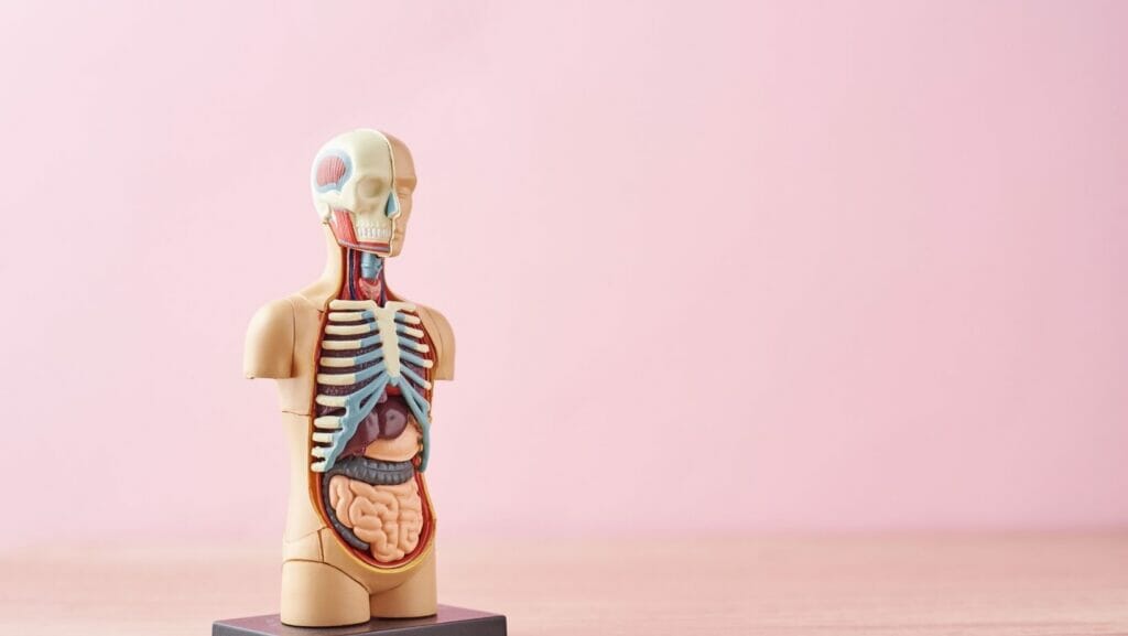 Facts about Your Body