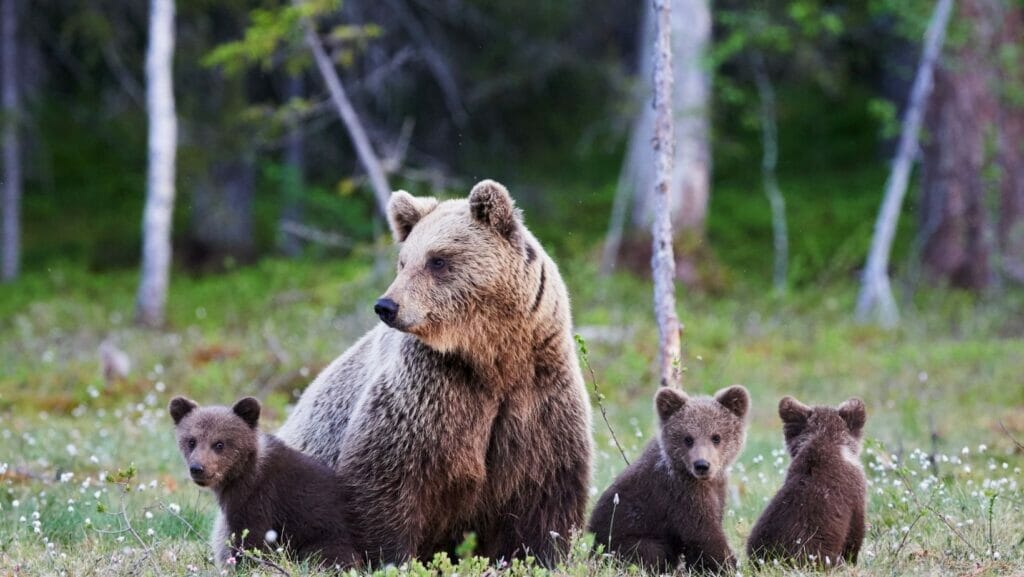 Facts about bears