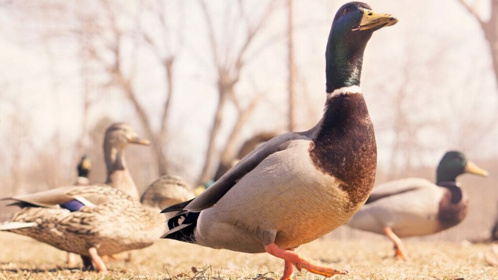 facts about ducks