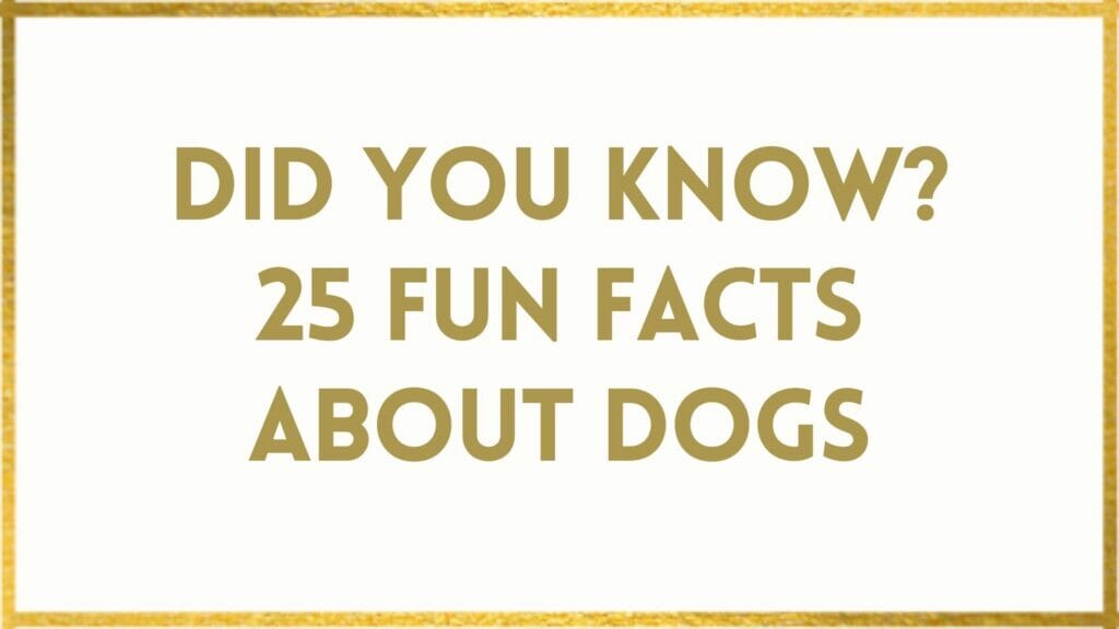 dogs