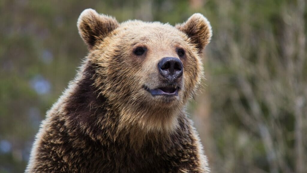 Facts about bears
