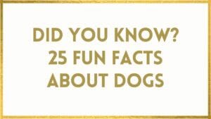 dogs