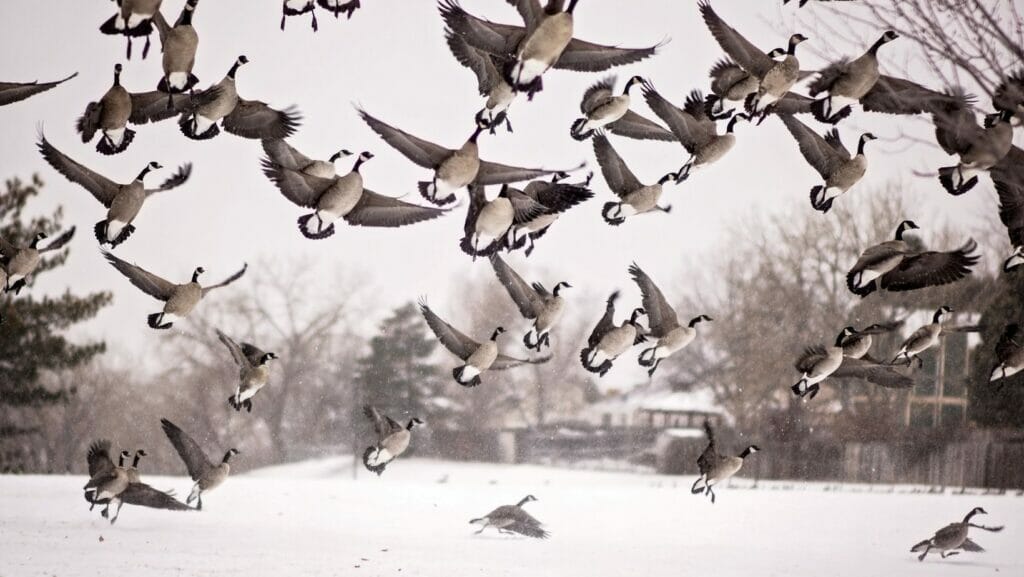 facts about ducks