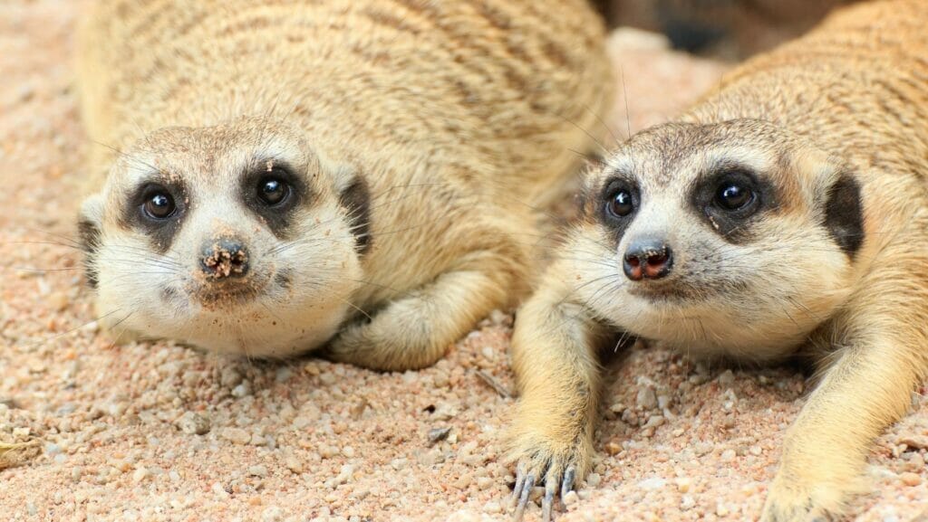 facts about meerkats