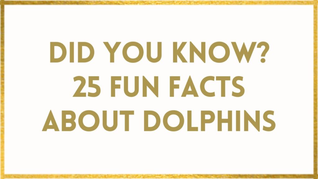 dolphin