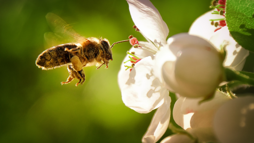facts about bees