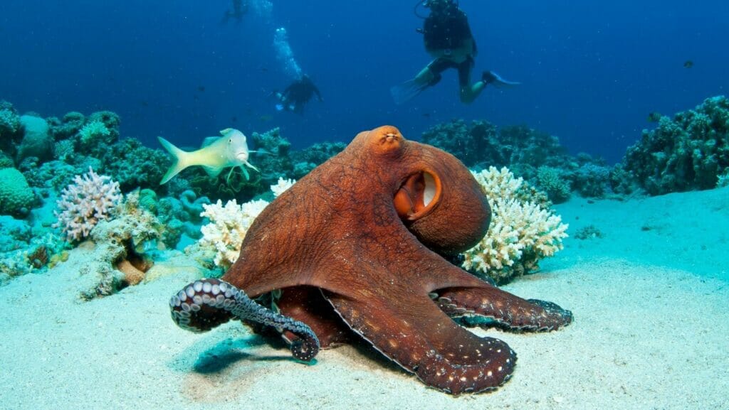 facts about octopuses
