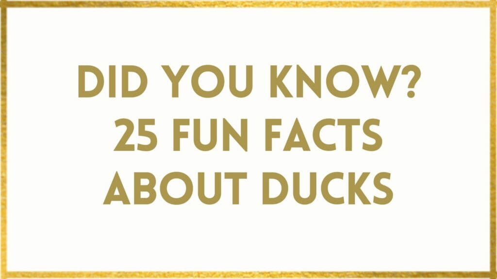 facts about ducks