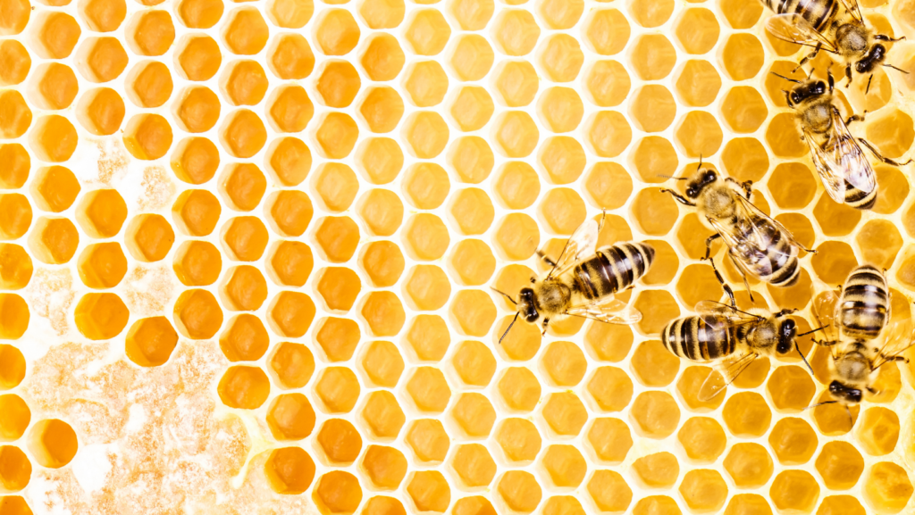 facts about bees