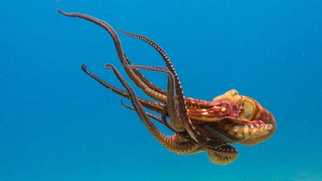 facts about octopuses