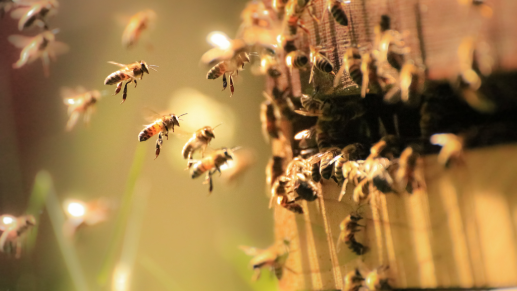 facts about bees