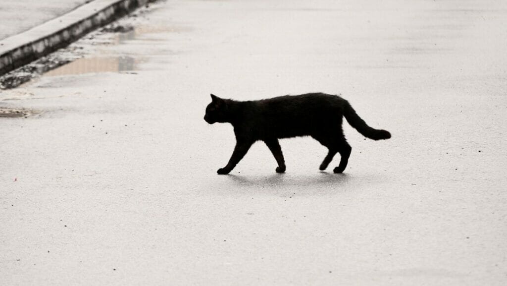 Facts About superstition