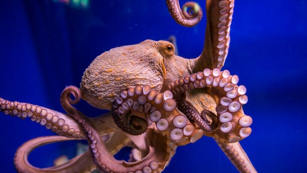 facts about octopuses