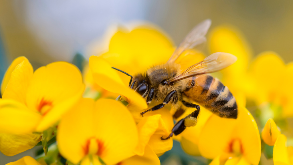 facts about bees