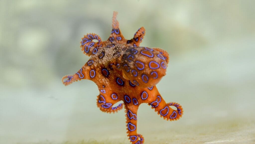facts about octopuses