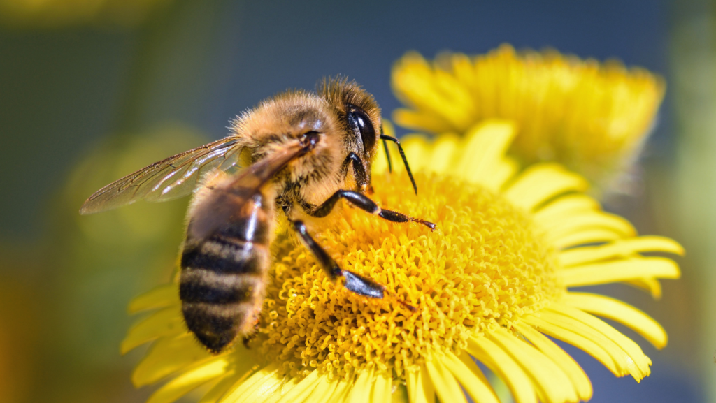 facts about bees