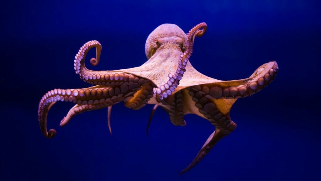 facts about octopuses