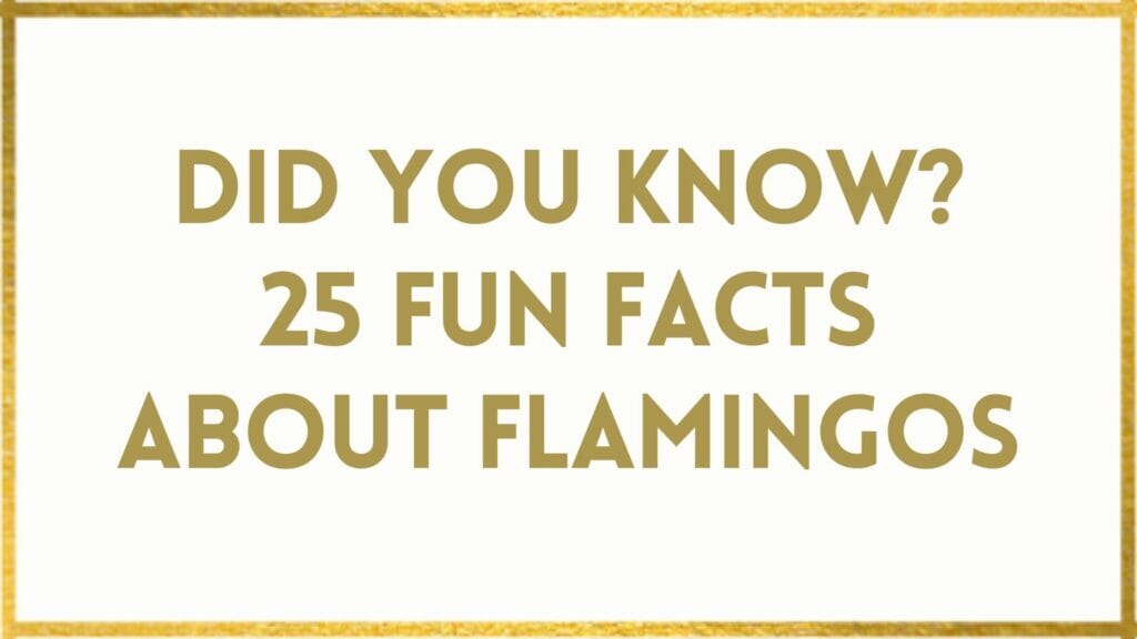facts about flamingos