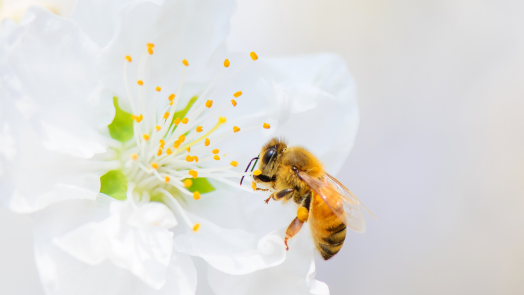 facts about bees