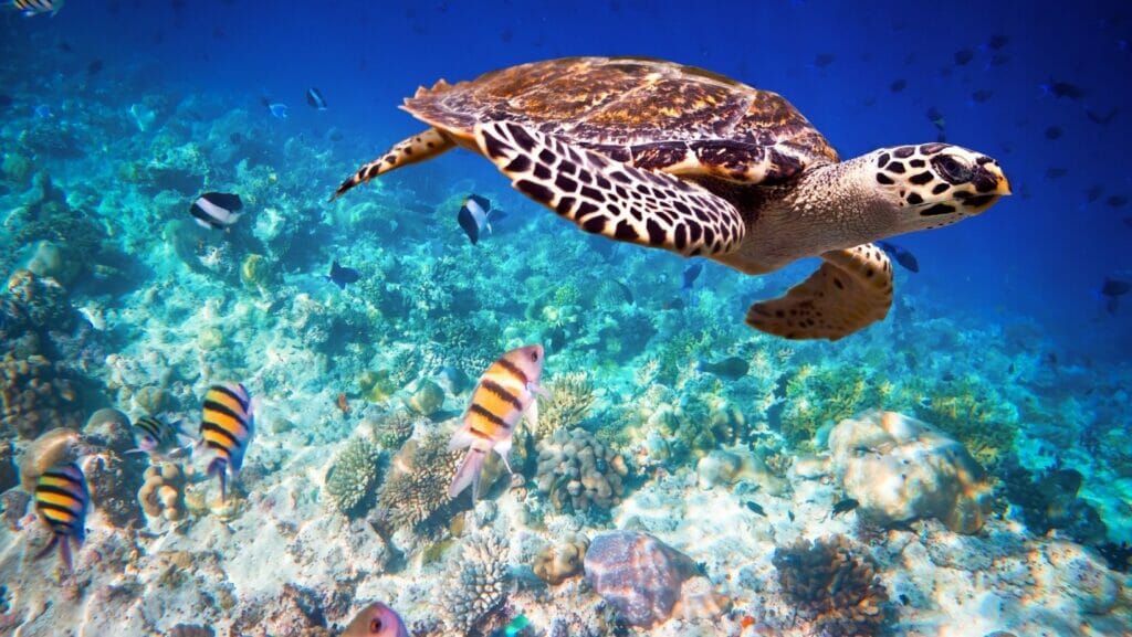 facts about turtles