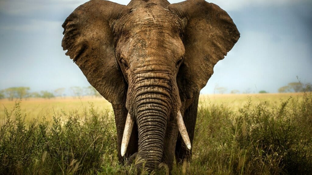 facts about elephants