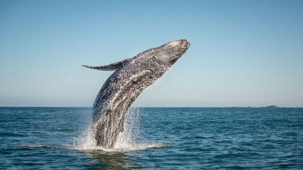 facts about whales