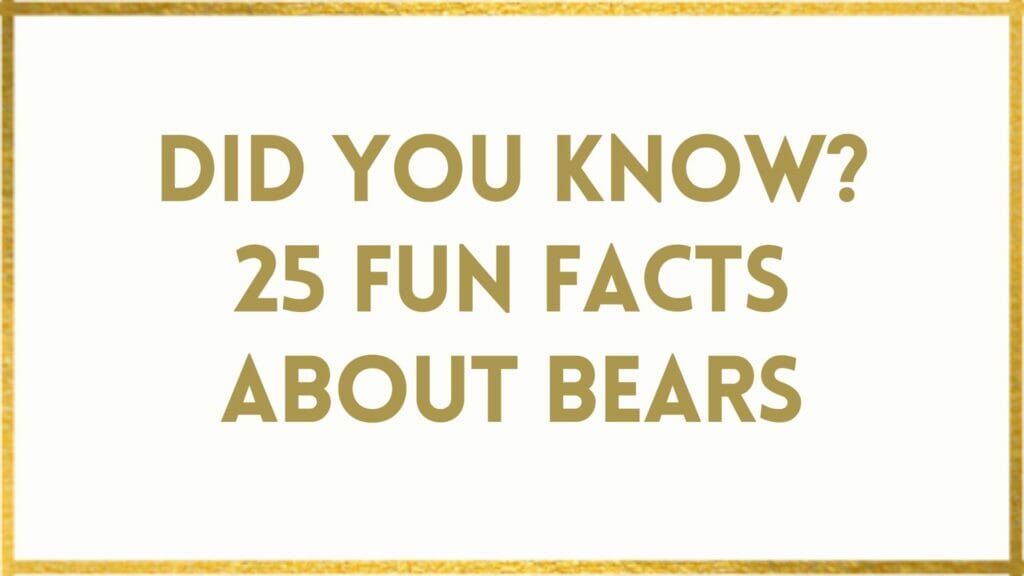 facts about bears