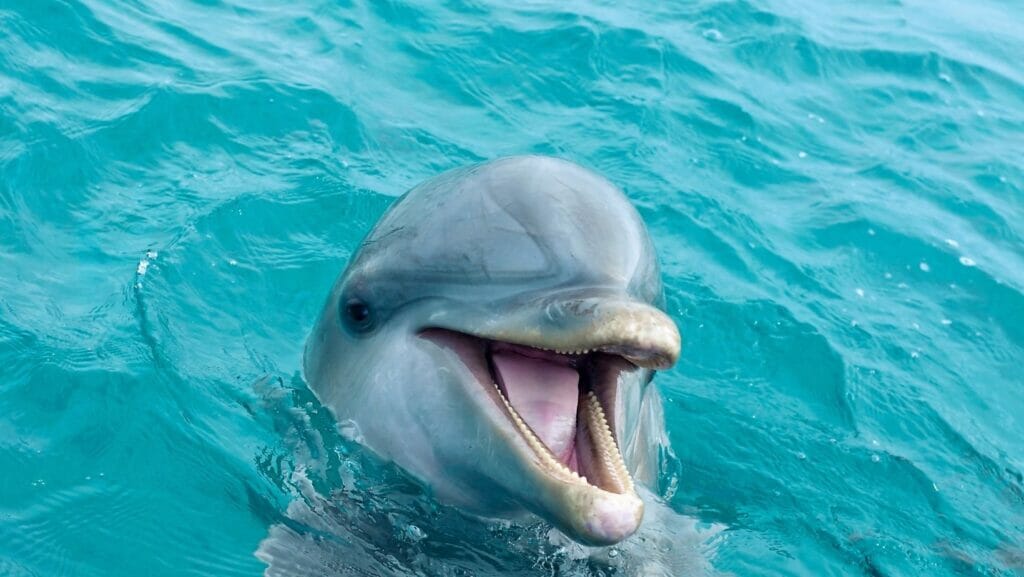 facts about dolphins