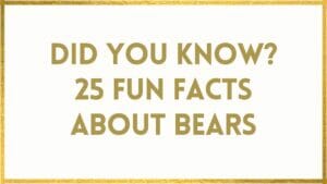 facts about bears