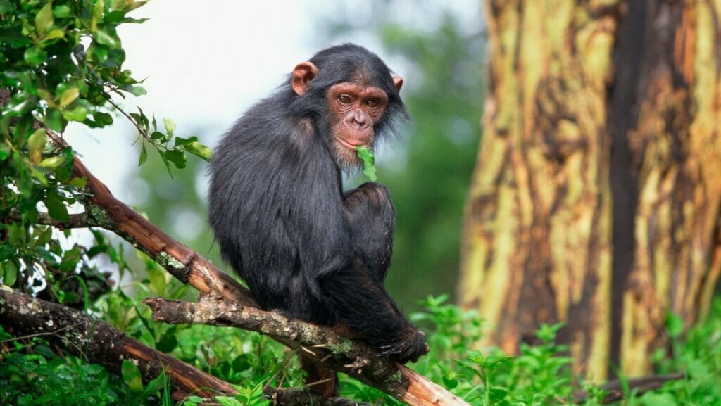 facts about monkeys