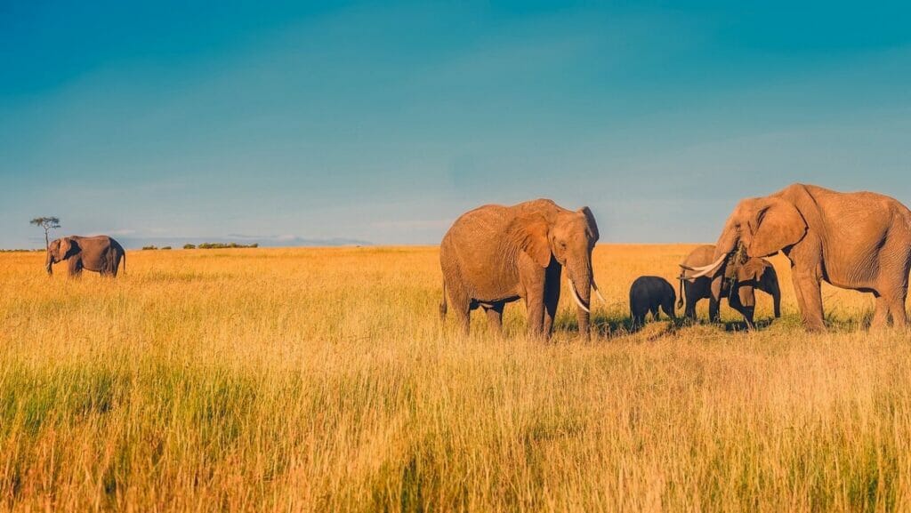 facts about South Africa