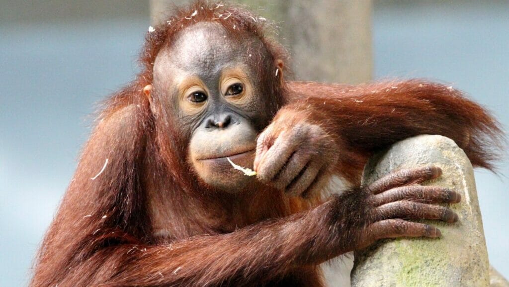 facts about orangutans