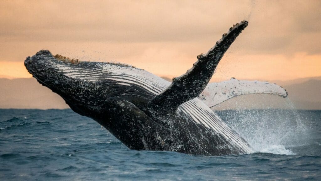 facts about whales