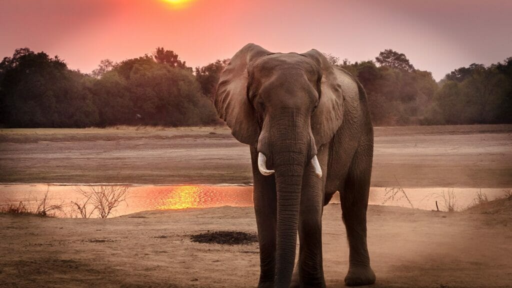 facts about elephants
