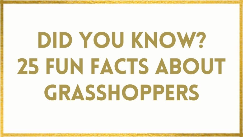 facts about grasshoppers