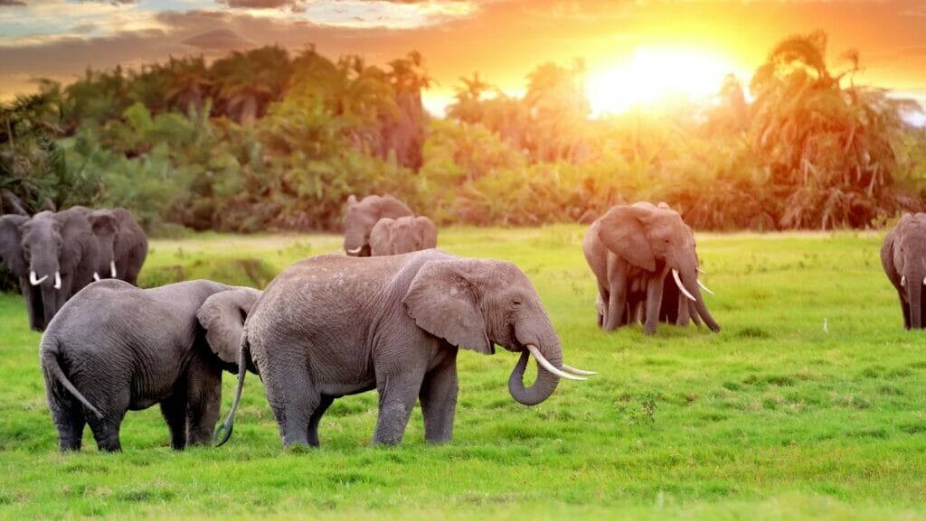 facts about elephants