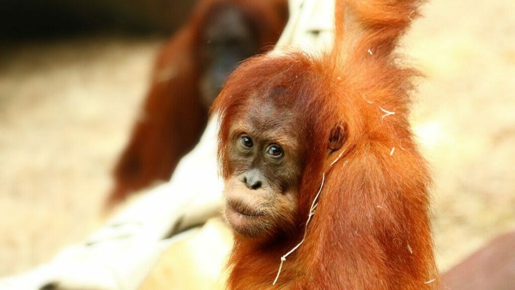 facts about orangutans