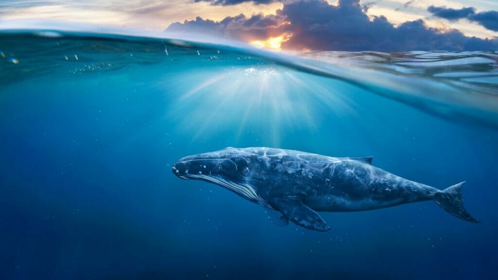facts about whales