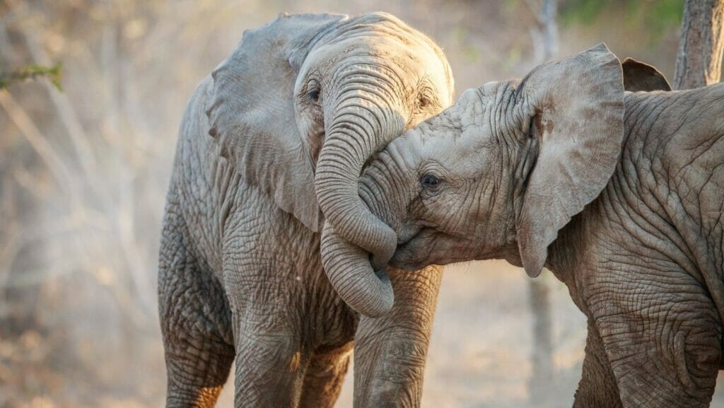 facts about elephants