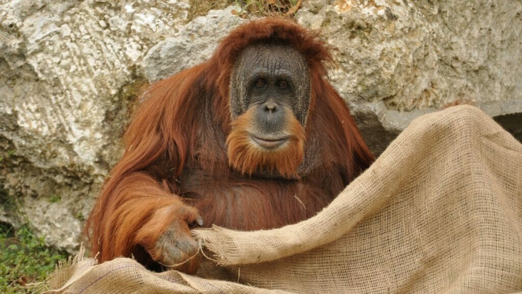 facts about orangutans