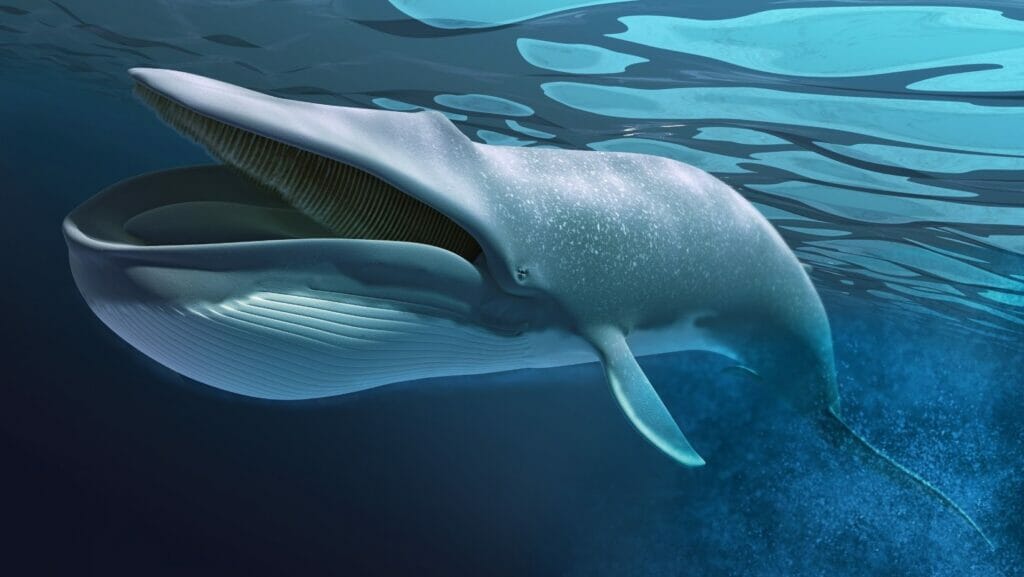 facts about whales